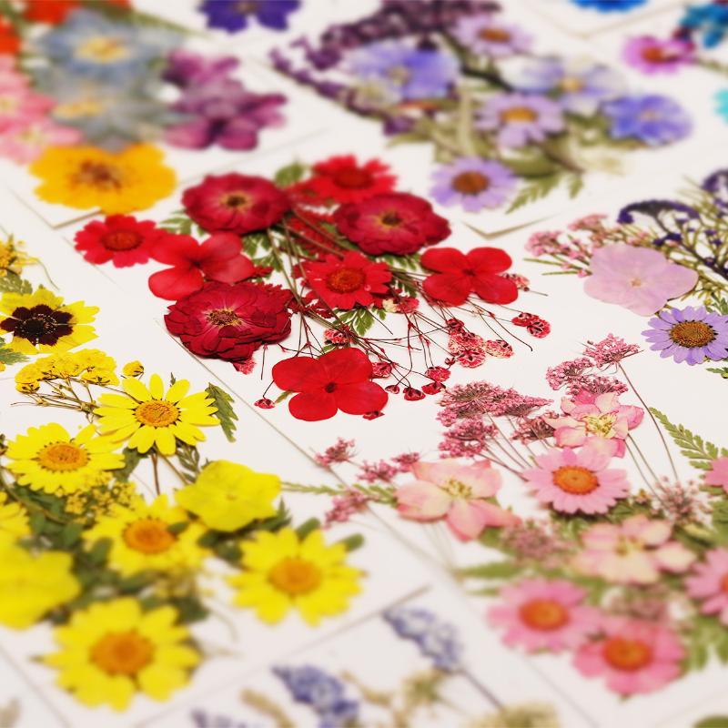 Flower Preservation Resin - Vraies fleurs de plantes séchées et