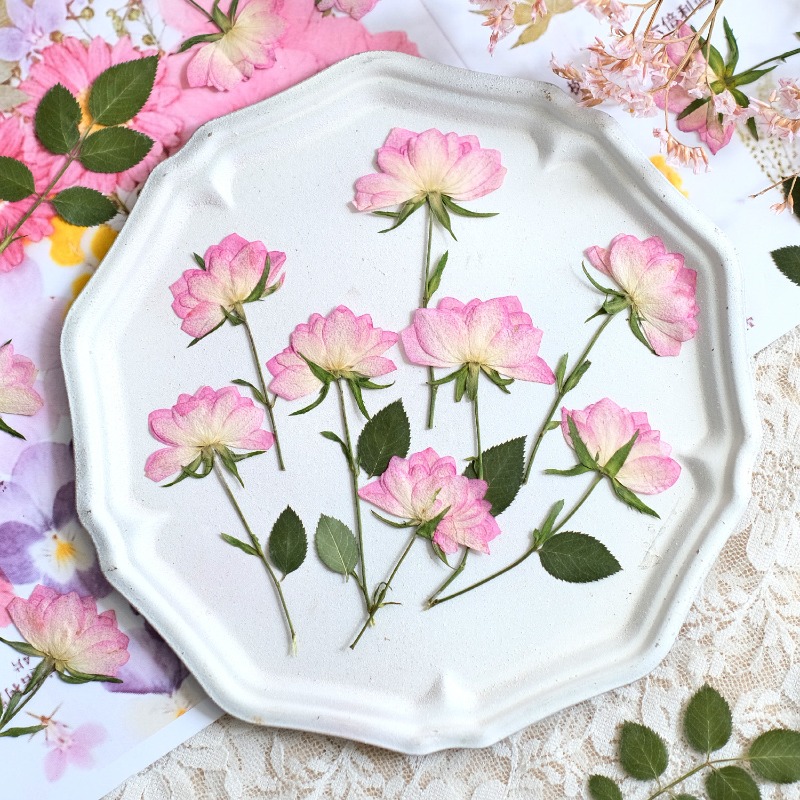 Flower Preservation Resin - 12 pièces, fleurs séchées pressées véritables