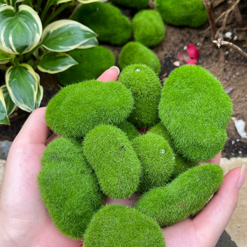 50/5 PIÈCES Pierres artificiel - Terrarium Moss Art avis et prix