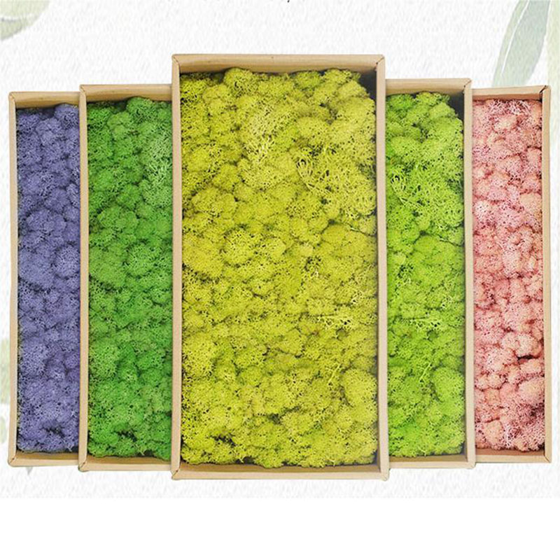 Plantes artificielles en mouss - Terrarium Moss Art avis et prix