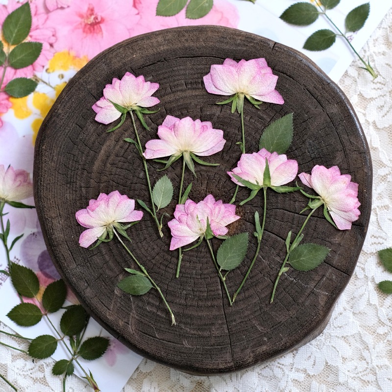 12 pièces, fleurs séchées pres - Flower Preservation Resin avis et prix