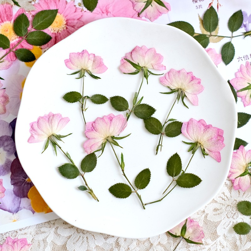 12 pièces, fleurs séchées pres - Flower Preservation Resin avis et prix